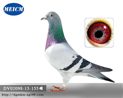 ���ز��ʸ��޻��š�ֱ��155