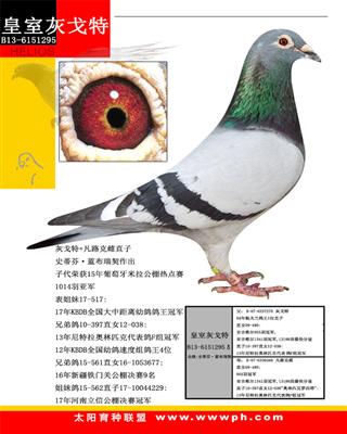 һҸ