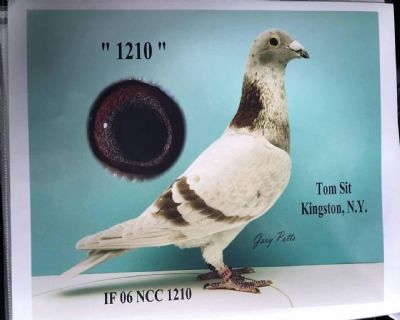 Ǿ游250Ӣ350Ӣھ