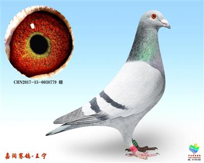 ھ779