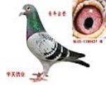 꼪