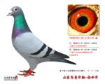ʤϵ6013*ʤϵ7605