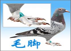 ë