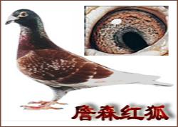 ղɭϵ(ͼ)