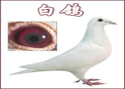 ɫŸġС롰ϡ