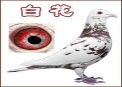 ׻