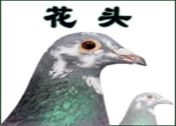 ͷŴ