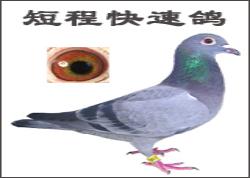 ̳̿ٸ